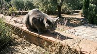 Koala resting on wooden log in natural habitat surrounded by eucalyptus trees and dry grass, wildlife photography for nature and animal content.