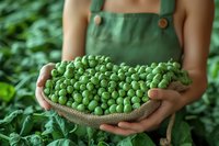 Fresh green peas in rustic bowl held by hands in green apron against garden background, showcasing organic harvest and farm-to-table produce.