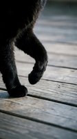 Close-up of black cat paws stepping on rustic wooden deck boards, showcasing soft fur and claws in natural light.