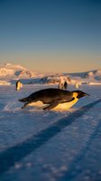 Emperor penguin sliding across frozen Antarctic ice during golden hour with colony in background, wildlife photography for nature and travel content.