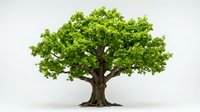 Majestic oak tree with lush green foliage and strong brown trunk isolated on white background for nature designs and environmental concepts.