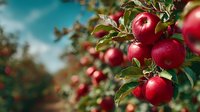 Fresh ripe red apples hanging on tree branch in orchard with blurred background. Seasonal harvest of organic fruit in autumn garden.