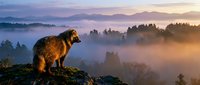 Brown bear standing on rocky cliff overlooking misty mountain valley at golden sunrise with layered hills and forest silhouettes in atmospheric landscape.