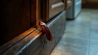 Large brown cockroach crawling on wooden baseboard in residential interior, pest control and household hygiene concept for educational materials.