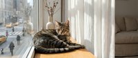Adorable tabby cat relaxing on sunny windowsill in modern apartment with city view. Cozy indoor pet lifestyle scene for home decor and animal lover content.