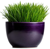 Fresh green wheatgrass growing in purple ceramic bowl isolated on white background for healthy lifestyle and nutrition concepts.