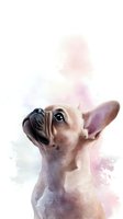 Artistic portrait of cream French Bulldog puppy looking up with big eyes against soft pastel watercolor background, digital painting style for wall art and decor.