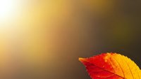 Vibrant autumn leaf with red and yellow colors on warm gradient background with golden sunlight for seasonal design projects.