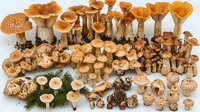 Variety of wild forest mushrooms arranged in rows on white background, including honey fungus, parasol mushrooms and porcini species. Isolated food composition.