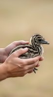 Young emu chick with striped plumage held gently in human hands against neutral background. Wildlife care and animal handling concept for educational and conservation content.