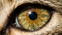 Extreme macro closeup of a cat eye with vivid green and golden iris, vertical pupil, and detailed fur texture visible around it.