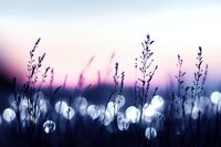 Dreamy silhouettes of wild grass stems against blurred bokeh lights at dusk create atmospheric nature backdrop in purple and blue tones for meditation and wellness designs.