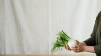 Person in olive green shirt holding fresh dill bunch against neutral fabric backdrop. Isolated on white background, suitable for culinary, cooking, and food styling projects.