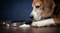 Sick dog with stethoscope and pills on wooden table against dark background, representing veterinary care, animal health, and medical treatment for pets.