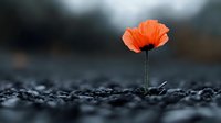 Single red poppy flower growing through dark stones against blurred background, dramatic nature photography with selective focus and bokeh effect.