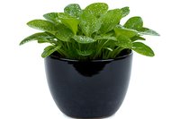 Fresh green houseplant with water drops on leaves growing in modern black ceramic pot, isolated on white background for home decor and gardening designs.