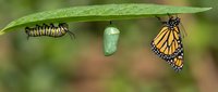 Monarch butterfly life cycle transformation showing caterpillar, chrysalis and adult butterfly on green leaf demonstrating complete metamorphosis in nature.