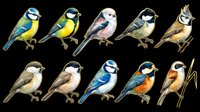 Collection of ten isolated songbirds in various species and colorful plumage, displayed on transparent background. Ready for clipart, t-shirt design, stickers, print-on-demand products, and sublimation projects.