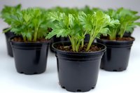 Fresh celery seedlings growing in black plastic pots with soil, showing young green leaves and stems in early growth stage. Garden starter plants for home growing.