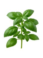 Fresh green basil herb plant with vibrant leaves isolated on white background, ready for culinary, cooking, and food design projects.