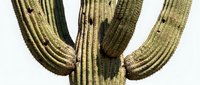 Saguaro cactus with multiple arms against white background, isolated desert plant for design and botanical projects.