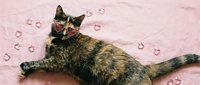 Adorable tortoiseshell cat wearing pink floral collar lying on soft pink blanket with scattered heart decorations for Valentine's Day celebration.