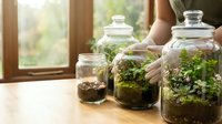 Woman creating miniature garden ecosystems in glass terrariums on wooden table by sunny window for home decor and plant care hobby.