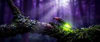 Magical firefly glowing on mossy forest log with ethereal purple light beams streaming through mystical woodland creating enchanting fairy tale atmosphere.