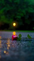 Single red rose lying on wet ground during rainfall with glowing moon and reflection creating romantic atmosphere in dark green nature setting.