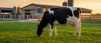 Holstein dairy cow grazing on green pasture at sunset with red barn and wooden fences in background. Rural farm scene for agriculture and livestock concepts.