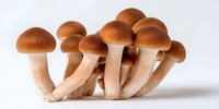 Cluster of fresh honey mushrooms with brown caps and light stems isolated on white background, perfect for culinary or nature designs.