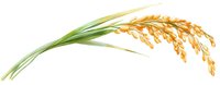 Golden rice plant with green leaves and ripe grain panicle on white background, agricultural crop illustration for harvest season and food production themes.