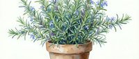 Potted rosemary herb plant with small purple flowers in terracotta container isolated on white background, suitable for gardening, cooking, and botanical design projects.