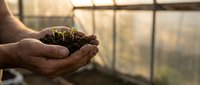 Hands holding soil with green seedling sprout in greenhouse environment symbolizing growth, agriculture, and sustainable farming practices.