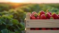 Fresh ripe strawberries in wooden crate at sunset on farm field. Organic berry harvest concept for healthy eating and agricultural produce marketing.