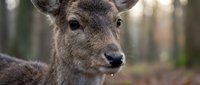 Young deer portrait with soft brown fur and alert expression in natural woodland habitat during golden hour lighting.