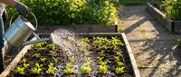 Young lettuce seedlings growing in wooden raised garden bed with watering can, organic vegetable gardening and sustainable farming concept.