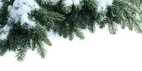 Snow-covered evergreen pine branches on white background, isolated for holiday designs and winter seasonal compositions.