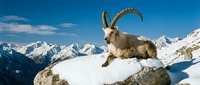 Alpine ibex with curved horns resting on snowy mountain rock against dramatic snow-capped peaks and blue sky in winter wilderness landscape for outdoor adventure.