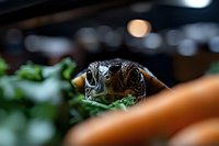 Extreme close up macro photography of turtle head emerging from shell, showing detailed scales and eye texture against blurred natural background.