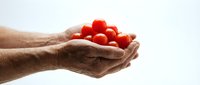 Male hands gently holding fresh red cherry tomatoes against clean white background. Organic farming, healthy eating, harvest concept for cooking designs.