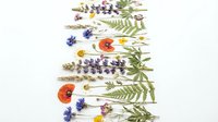 Dried pressed flowers and herbs arranged in rows on white background, botanical specimens including lavender, poppies, ferns for crafting and design projects.