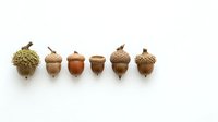 Isolated acorns with natural caps and stems arranged in a row on white background, ready for design projects, clipart, and seasonal compositions.