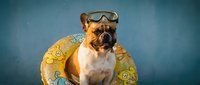 Fawn and white French Bulldog wearing yellow inflatable ring and goggles against blue background, ready for summer pool party or vacation.