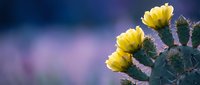 Blooming yellow cactus flowers on prickly pear plant against soft blurred purple and blue background. Desert succulent botanical nature photography.