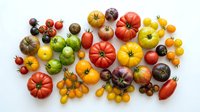 Colorful heirloom tomatoes variety display featuring red, yellow, green and purple organic vegetables arranged on white background for healthy cooking.