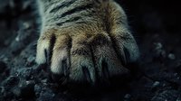 Close-up of cat paw with extended claws on dark textured surface, dramatic lighting creates mysterious mood, sharp detail of fur and paw pad in moody atmosphere.