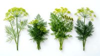 Fennel and dill herb bunches isolated on white background, fresh green botanical specimens for culinary and design use.