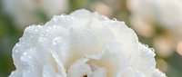 White rose with morning dew drops on delicate petals creating romantic garden atmosphere for wedding invitations and floral designs.
