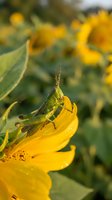 Green grasshopper perched on bright yellow sunflower petal in natural garden setting with blurred sunflower field background for nature and agriculture concepts.